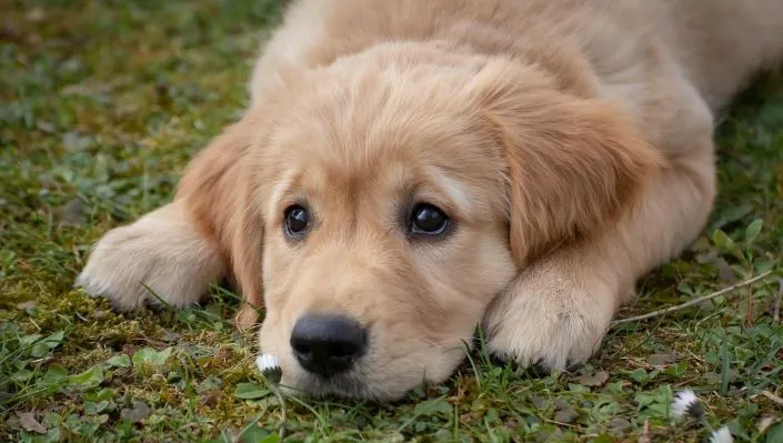 ぐったりと、地面にへたり込む犬。