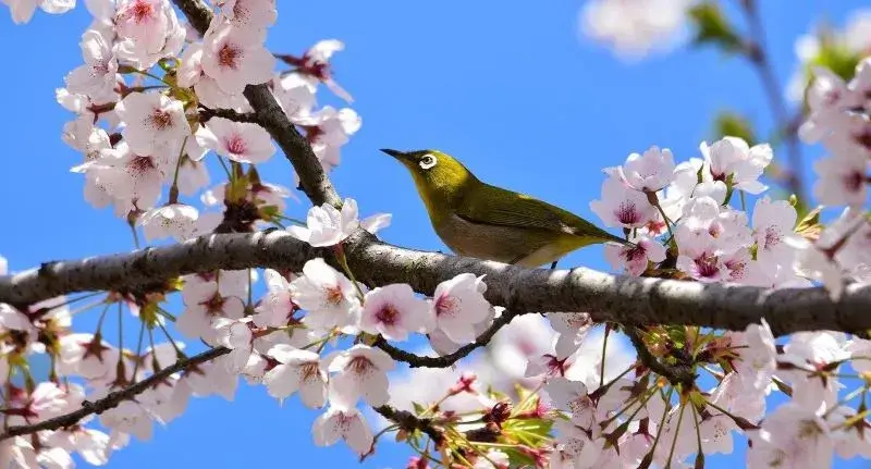 桜の木の枝にとまるウグイス。